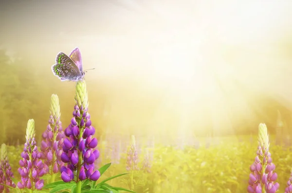 Háttér Lágy Fókusz Pillangó Egy Virág — Stock Fotó
