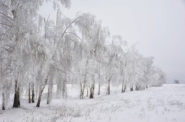 satır karla kaplı ağaçlar
