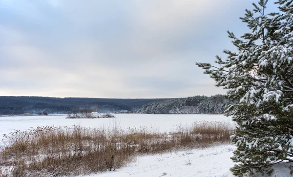 木が雪に覆われた池 — ストック写真