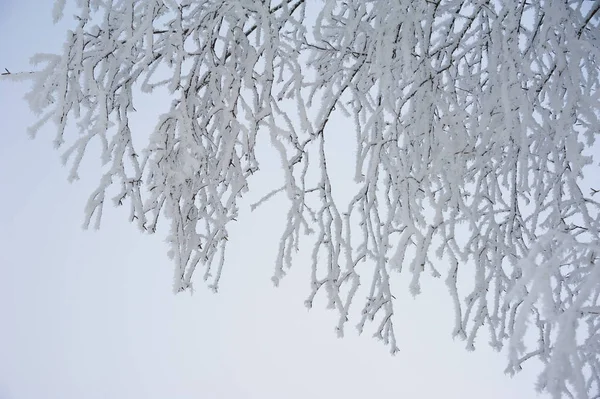 Ramos de árvores congelados — Fotografia de Stock