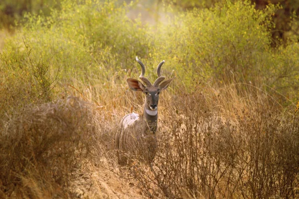 Impala-Männchen stehen in der Savanne Kenias — Stockfoto
