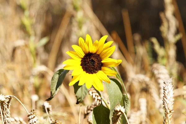 Sunflower — Stock Photo, Image