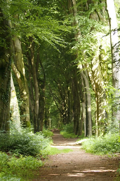 Camino en el bosque rodeado de árboles —  Fotos de Stock