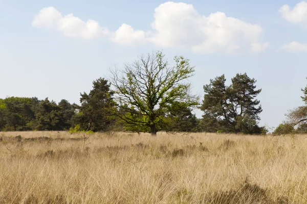 Tree on grass field in early spring — Stock Photo, Image