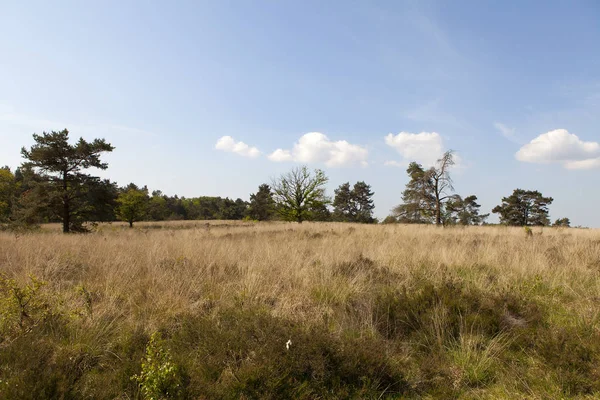 Kora tavasszal a holland heather mező — Stock Fotó