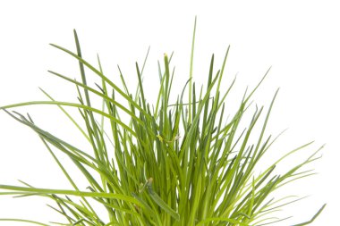 Beyaz arka plan üzerinde closeup fres chices demet