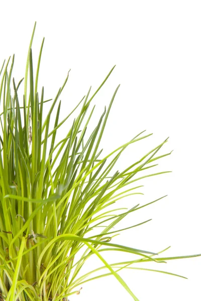 Bunch Fresh Chives White Background — Stock Photo, Image