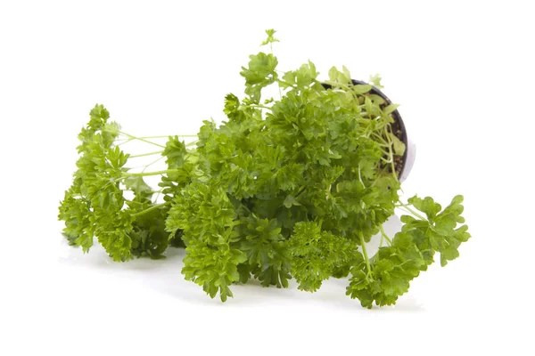 Fresh Parsley Plant White Background — Stock Photo, Image