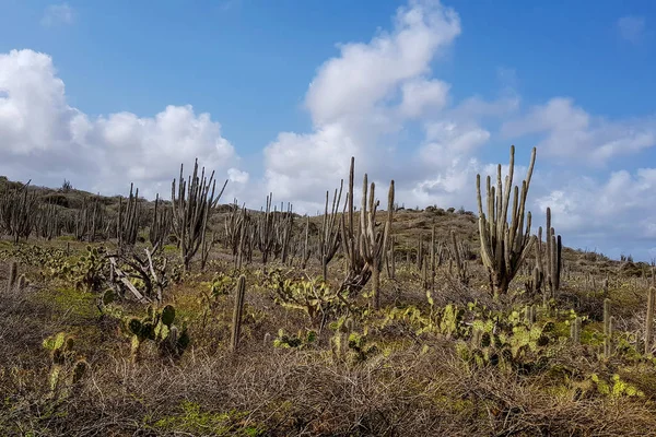 Garden Ful Cactus Island Bonaire — Stock Photo, Image