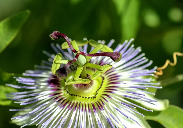 Bellissimo Fiore Della Passione Aperto Primo Piano — Foto Stock