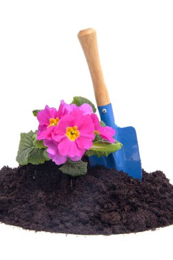 Siyah topraklı bahçe, beyaz arka planda bir çiçek.