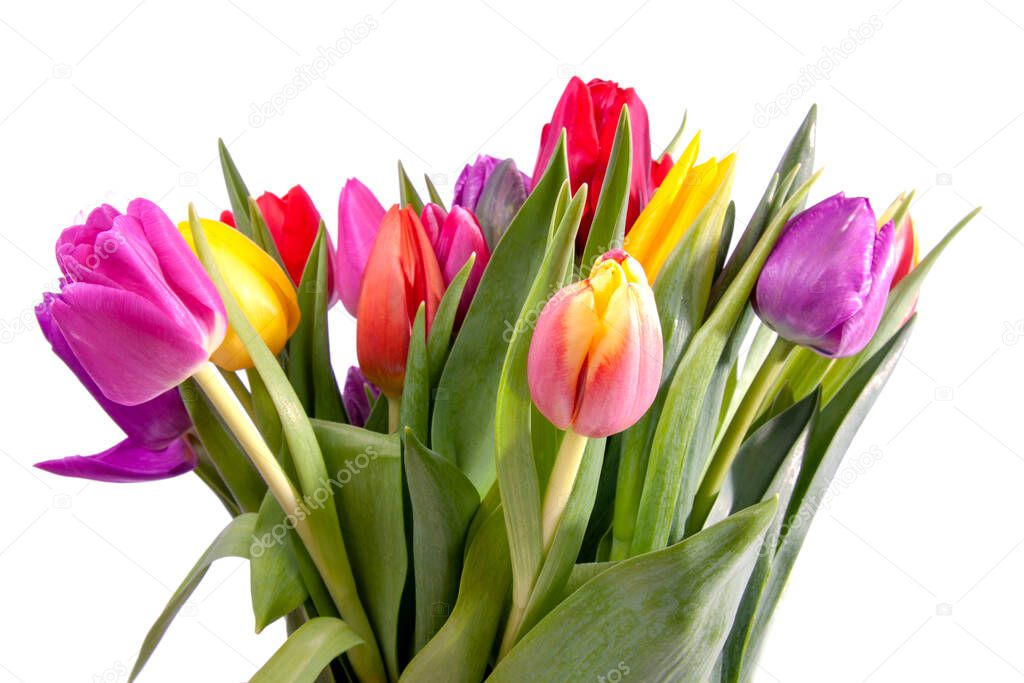 Bouquet of colorful typical Dutch tulips over white background