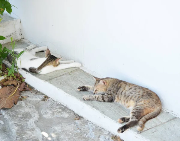 two cats sleep in the shade