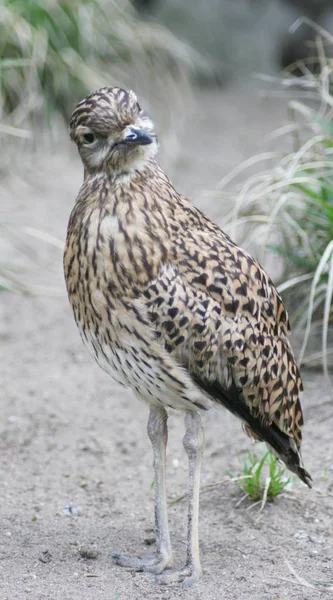 Cape Triel Burhinus Capensis Africa Occurring Bird — Stock Photo, Image