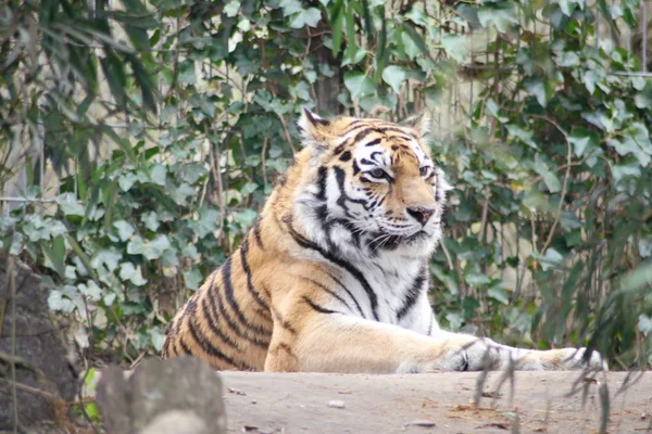 Tigre-siberiano (Pantera tigris altacia ) — Fotografia de Stock