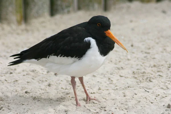 Ostrero Haematopus Ostralegus Sienta Arena —  Fotos de Stock