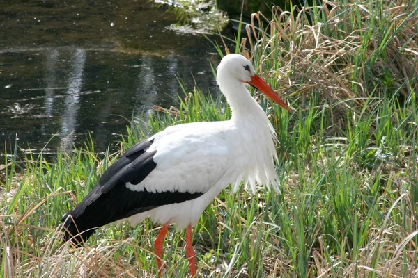 White Stork Walks Green Meadow — Stock Photo, Image