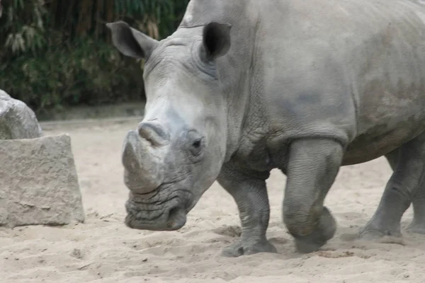 Rinoceronte Branco Ceratotherium Simum Uma Espécie Ameaçada Extinção — Fotografia de Stock