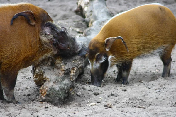 Dois Malebrushear Riverhog Potamochoerusporcus — Fotografia de Stock