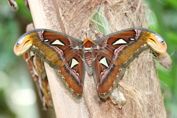 Çok Güzel Renkli Bir Kelebek — Stok fotoğraf
