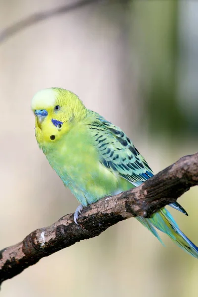 Budgerigar Melopsittacus Undulatus Piccolo Pappagallo Presente Australia — Foto Stock