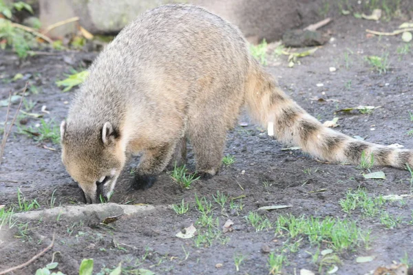 Coati Nasua Een Roofdier Uit Zuid Amerika — Stockfoto