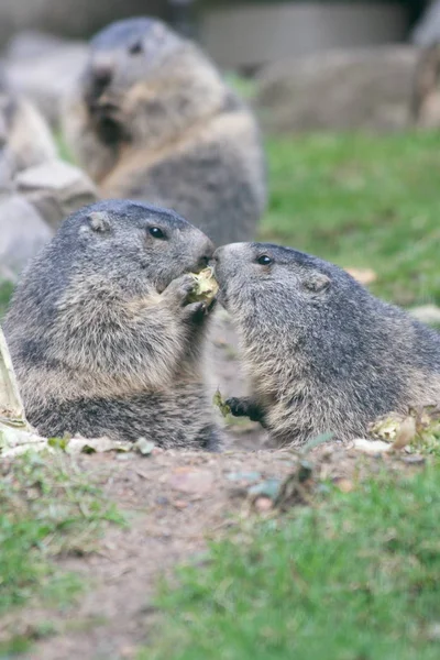 グラウンドホッグ Marmota アルプスに住んでいる齧歯動物 — ストック写真