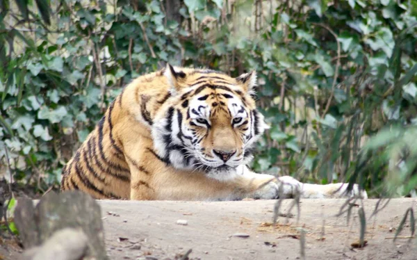Tigre siberiano tigre Sibirischer (Pantera tigris altacia ) — Fotografia de Stock