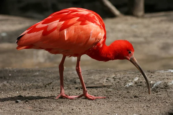Yiyecek Arama Üzerinde Bir Kızıl Aynak Eudocimus Ruber — Stok fotoğraf