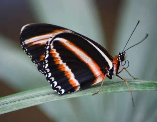 Μια Πολύ Ωραία Πολύχρωμη Πεταλούδα — Φωτογραφία Αρχείου