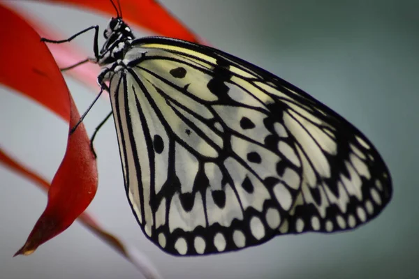 Uma Borboleta Colorida Muito Agradável — Fotografia de Stock