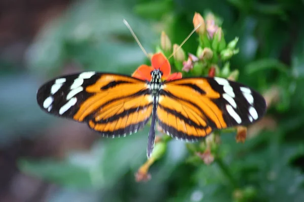 Μια Πολύ Ωραία Πολύχρωμη Πεταλούδα — Φωτογραφία Αρχείου