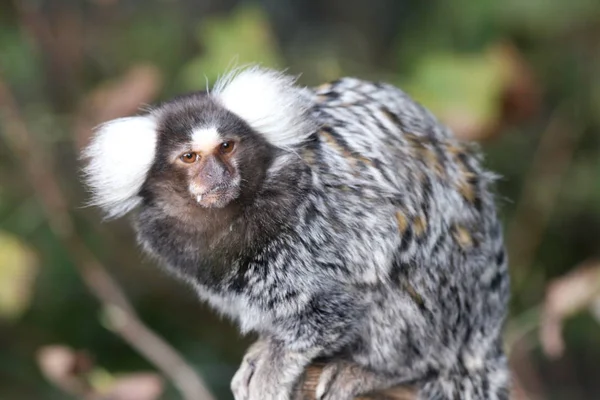 Загальні Marmoset Callithrix Jacchus Невеликий Приматів Бразилії Стокове Зображення