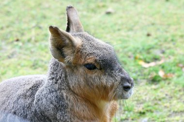 Büyük Pampashase veya Büyük Mara (Dolichotis patagonum), Arjantin 'de yaşayan bir kemirgen türüdür.