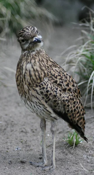 Ein Afrika Vorkommender Vogel Burhinus Capensis — Stockfoto