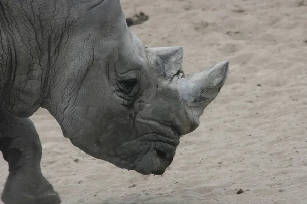 Rhinocéros Blanc Ceratotherium Simum Une Espèce Voie Disparition — Photo