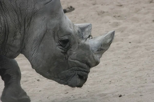 코뿔소 Ceratotherium Simum — 스톡 사진