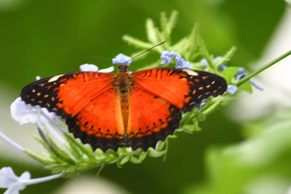 Egy Nagyon Szép Színes Pillangó — Stock Fotó
