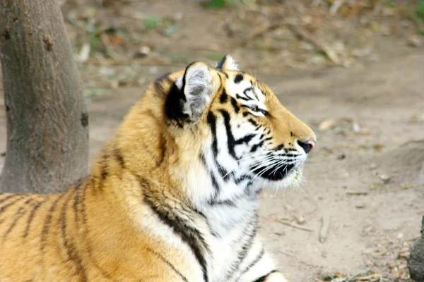 Tigre siberiano tigre Sibirischer (Pantera tigris altacia ) — Fotografia de Stock