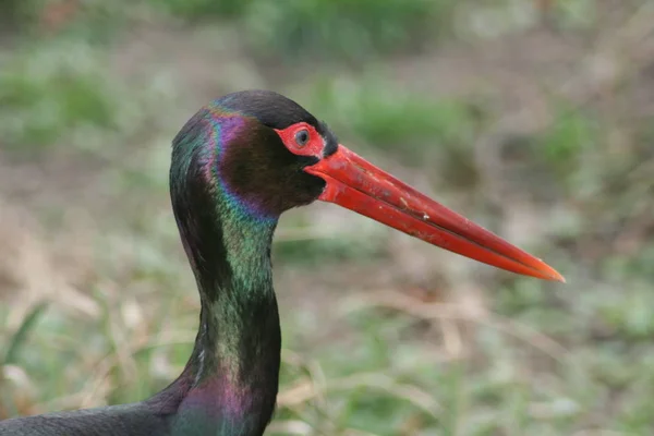 Portret Van Een Zwarte Ooievaar Ciconia Nigra — Stockfoto