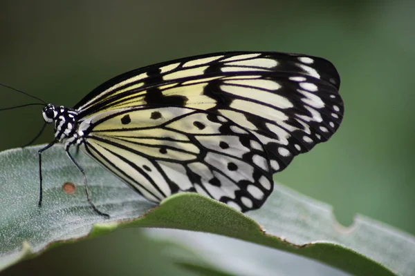 Дуже Гарний Барвистий Метелик — стокове фото