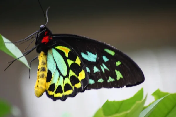 Uma Borboleta Colorida Muito Agradável — Fotografia de Stock