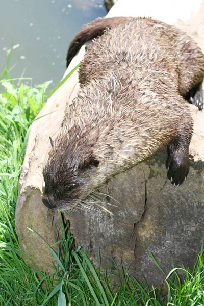 Een Otter Die Zittend Een Boomstam — Stockfoto