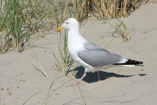 Gros Plan Une Mouette Assise Sur Sable — Photo