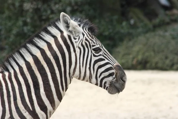 Inclusione Ritratto Della Zebra Burchell Equus Quagga — Foto Stock