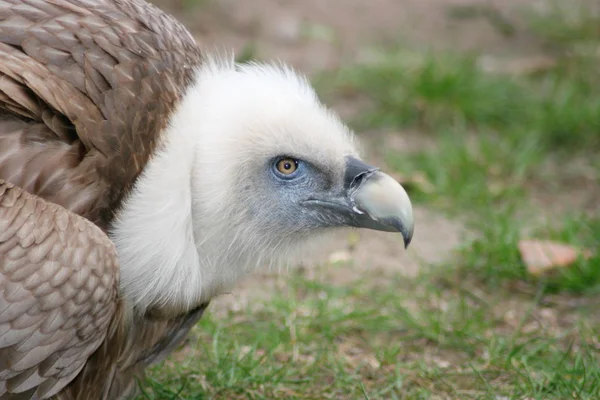 Retrato Abutre Griffon Gyps Fulvus — Fotografia de Stock