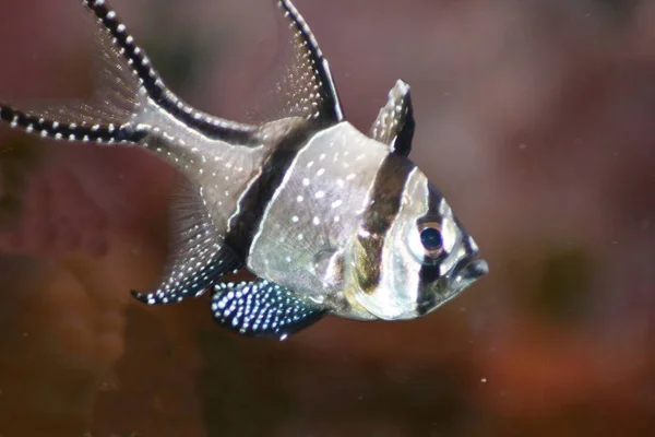 Singolo Pesce Cardinale Banggai Pterapogon Kauderni — Foto Stock