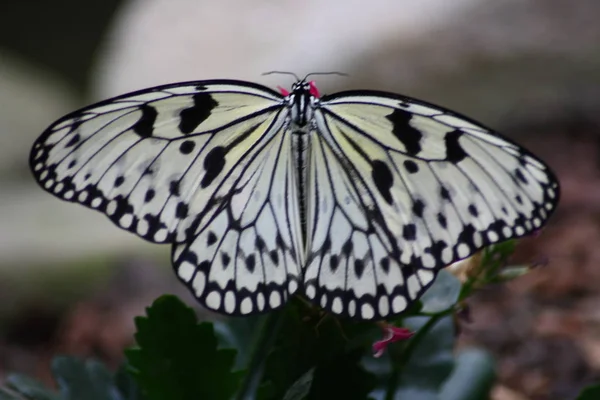 Velmi Pěkný Barevný Motýl — Stock fotografie