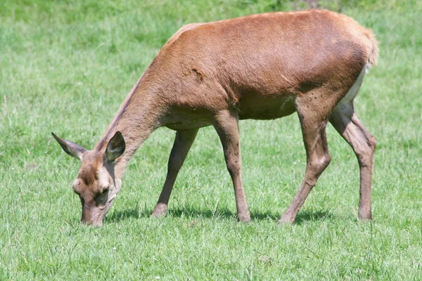 Female Red Deer Eating — Stock Photo, Image