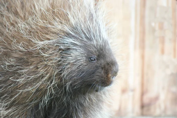 Kirpi Hystricidae Tüyleri Olan Bir Kemirgendir — Stok fotoğraf